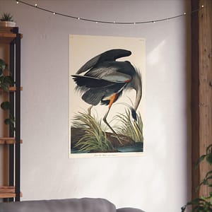 9269266184246910231_2048-1.jpeg Great Blue Heron, Birds of America – John James Audubon (1834) – Natural History Poster Print