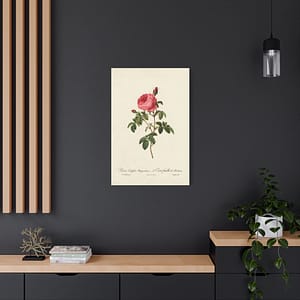 10508481101240669742_2048.jpeg Rosa Centifolia Burgundiaca (le Cent-feuilles de Bordeaux) – Pierre-Joseph Redouté (c. 1817-24) – Botanical Canvas Print