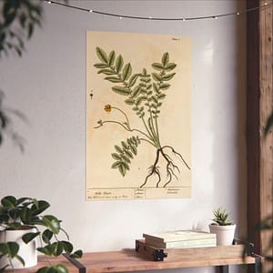 10590043382705964399_2048.jpeg Wild Tansie (Argentina, Potentilla), A Curious Herbal - Elizabeth Blackwell (1737) - Botanical Poster Print