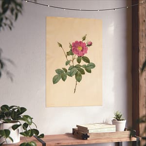 1064799448226337418_2048.jpeg Cabbage Rose (Rosa Centifolia Simplex) – Pierre-Joseph Redouté (c. 1817-24) – Botanical Poster Print