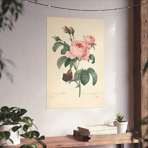 11164892175901017801_2048.jpeg Rosa Centifolia (Rosier à cent feuilles) – Pierre-Joseph Redouté (c. 1817-24) – Botanical Poster Print