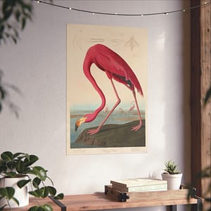 11537824997177598583_2048.jpeg American Flamingo, Birds of America – John James Audubon (1838) – Natural History Poster Print