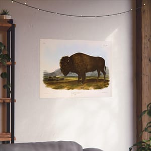 11558578979615382133_2048.jpeg Bos Americanus, American Bison or Buffalo, plate 56 – John James Audubon (1845) – Natural History Poster Print