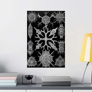 18006337696478372516_2048.jpeg Ernst Haeckel - Spumellaria, Kunstformen der Natur, plate 91 (1904) - Zoology Poster Print, Natural History Wall Art, Oceanography Decor