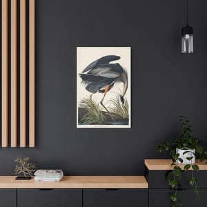 1805194608339818146_2048.jpeg Great Blue Heron, Birds of America – John James Audubon (1834) – Natural History Canvas Print