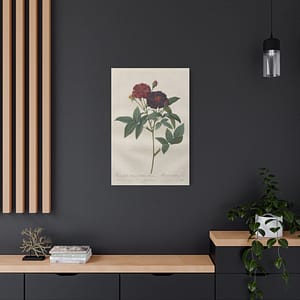 1981695508744981815_2048.jpeg Rosa Gallica Purpurea Velutina Parva (Rosier de Van-Eeden) – Pierre-Joseph Redouté (c. 1817-24) – Botanical Canvas Print