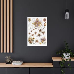 2607969690180171130_2048.jpeg Siphonophorae, Kunstformen der Natur, plate 7 – Ernst Haeckel (1904) – Natural History Canvas Print