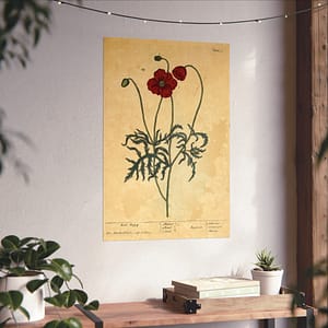 3692109365871948511_2048.jpeg Red Poppy (Papaver, rubrum, erraticum, rhoeas), A Curious Herbal – Elizabeth Blackwell (1737) – Botanical Poster Print