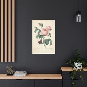 3826592146225520401_2048.jpeg Rosa Centifolia (Rosier à cent feuilles) – Pierre-Joseph Redouté (c. 1817-24) – Botanical Canvas Print
