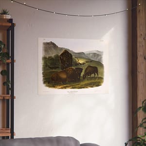 3873684594504002826_2048.jpeg Bos Americanus, American Bison or Buffalo, plate 57 – John James Audubon (1845) – Natural History Poster Print