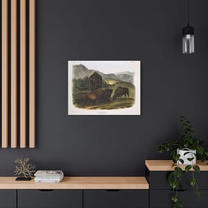 4586653354481759108_2048.jpeg Bos Americanus, American Bison or Buffalo, plate 57 – John James Audubon (1845) – Natural History Canvas Print
