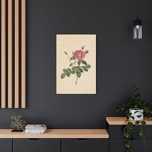 4977964694134011579_2048.jpeg Cabbage Rose (Rosa Centifolia Simplex) – Pierre-Joseph Redouté (c. 1817-24) – Botanical Canvas Print
