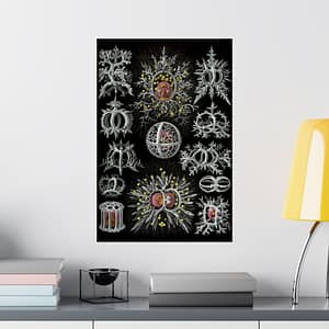 5435832970785488219_2048.jpeg Radiolaria, Stephoidea – Kunstformen der Natur, plate 71 – Ernst Haeckel (1904) – Natural History Poster Print