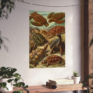 5811376554507009485_2048.jpeg Sea Turtles & Tortoises (Chelonia), Kunstformen der Natur – Ernst Haeckel (1904) – Natural History Poster Print