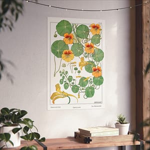 6696184826472291297_2048.jpeg Capucine (nasturtium), plate 40 from La Plante et ses Applications ornementales - Maurice Pillard Verneuil (1896) - Botanical Poster Print