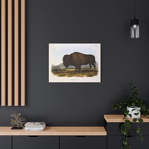 7218601432887854507_2048.jpeg Bos Americanus, American Bison or Buffalo, plate 56 – John James Audubon (1845) – Natural History Canvas Print