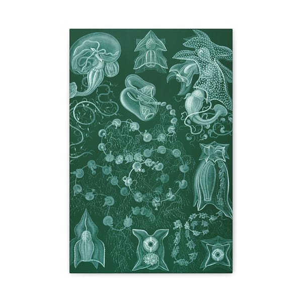 10248307894613214674_2048-1.jpeg Siphonophorae, Kunstformen der Natur, plate 77 – Ernst Haeckel (1904) – Natural History Canvas Print