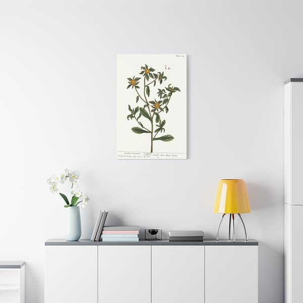 10287210166589790538_2048-1.jpeg Spiny Starwort (Pallenis spinosa), A Curious Herbal – Elizabeth Blackwell (1739) – Botanical Canvas Print
