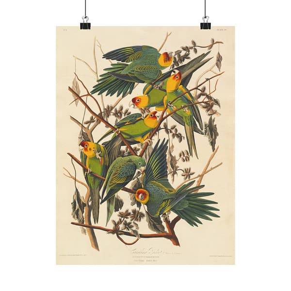 10378874864193611667_2048-1.jpeg Carolina Parakeet, Birds of America – John James Audubon (1828) – Natural History Poster Print