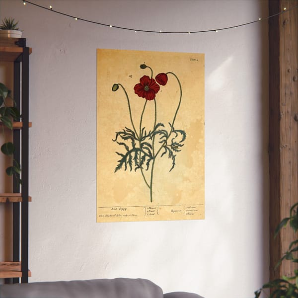 10417767771922489718_2048-1.jpeg Red Poppy (Papaver, rubrum, erraticum, rhoeas), A Curious Herbal – Elizabeth Blackwell (1737) – Botanical Poster Print