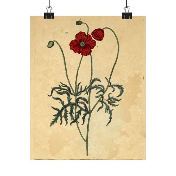 10482148628134470421_2048-1.jpeg Red Poppy (Papaver, rubrum, erraticum, rhoeas), A Curious Herbal – Elizabeth Blackwell (1737) – Botanical Poster Print
