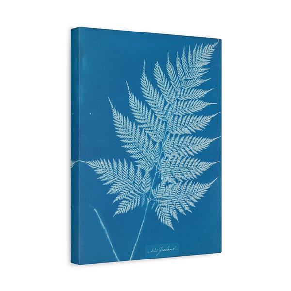 10512932270175557971_2048-1.jpeg New Zealand Cyanotype – Anna Atkins (c. 1853-54) – Botanical Canvas Print