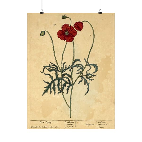 10785468329648851179_2048-1.jpeg Red Poppy (Papaver, rubrum, erraticum, rhoeas), A Curious Herbal – Elizabeth Blackwell (1737) – Botanical Poster Print