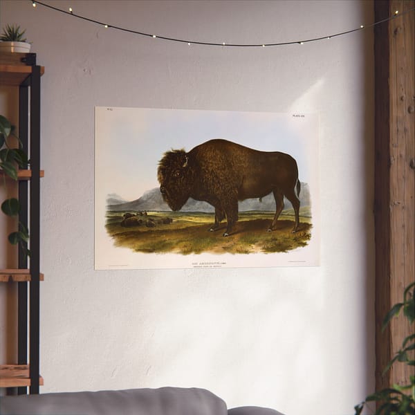 10835188997569223249_2048-1.jpeg Bos Americanus, American Bison or Buffalo, plate 56 – John James Audubon (1845) – Natural History Poster Print