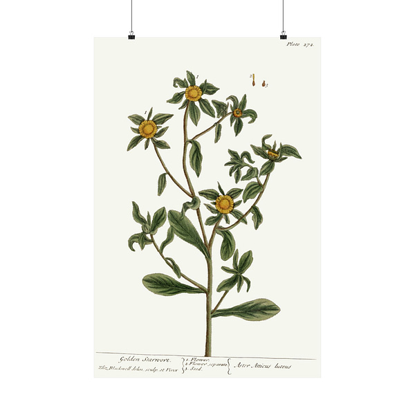 10855377087072294478_2048-1.jpeg Spiny Starwort (Pallenis spinosa), A Curious Herbal – Elizabeth Blackwell (1739) – Botanical Poster Print