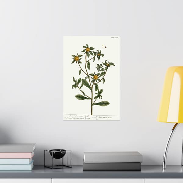 10931600242493604093_2048-1.jpeg Spiny Starwort (Pallenis spinosa), A Curious Herbal – Elizabeth Blackwell (1739) – Botanical Poster Print