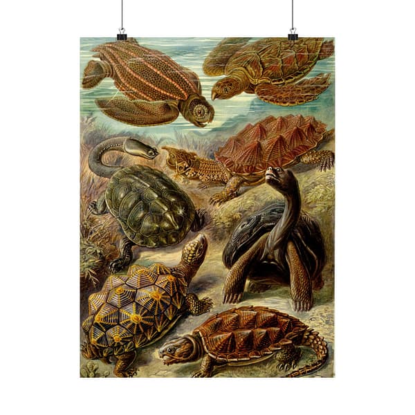 11017524948744315056_2048-1.jpeg Sea Turtles & Tortoises (Chelonia), Kunstformen der Natur – Ernst Haeckel (1904) – Natural History Poster Print