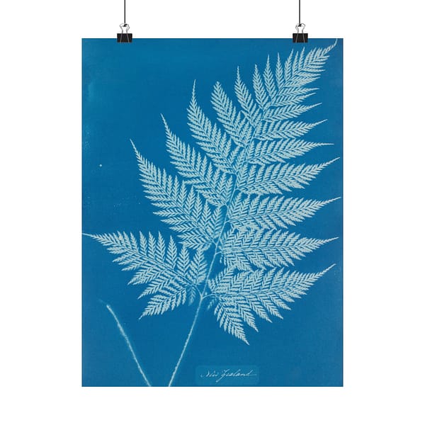 11077189779220103400_2048-1.jpeg New Zealand Cyanotype – Anna Atkins (c. 1853-54) – Botanical Poster Print