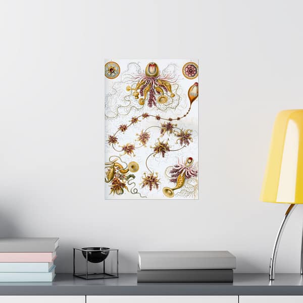 1139687983228436133_2048-1.jpeg Siphonophorae, Kunstformen der Natur, plate 7 – Ernst Haeckel (1904) – Natural History Poster Print