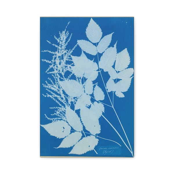 11434327758322155434_2048-1.jpeg Spiraea aruncus (Tyrol) Cyanotype – Anna Atkins (c. 1851-54) – Botanical Canvas Print