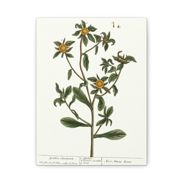 11628456455777452845_2048-1.jpeg Spiny Starwort (Pallenis spinosa), A Curious Herbal – Elizabeth Blackwell (1739) – Botanical Canvas Print