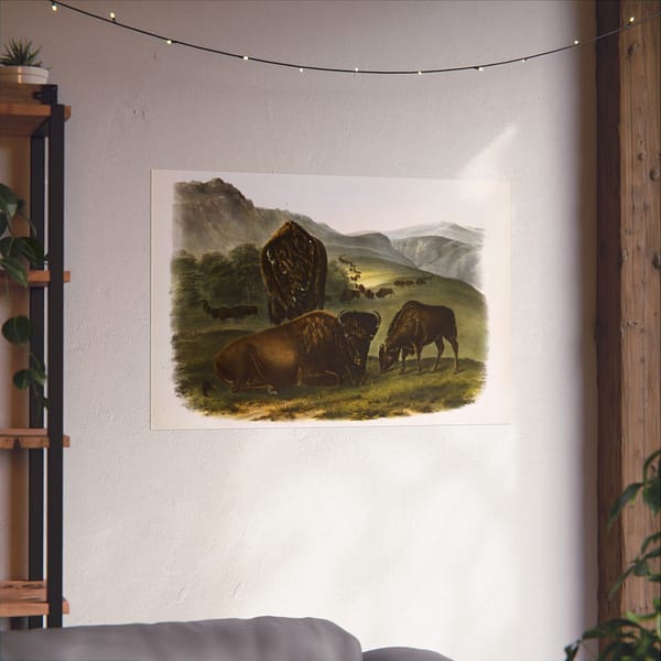 11691097837697125027_2048-1.jpeg Bos Americanus, American Bison or Buffalo, plate 57 – John James Audubon (1845) – Natural History Poster Print