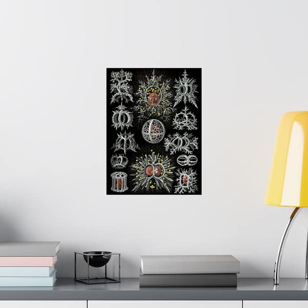 11719109218982338905_2048-1.jpeg Radiolaria, Stephoidea – Kunstformen der Natur, plate 71 – Ernst Haeckel (1904) – Natural History Poster Print