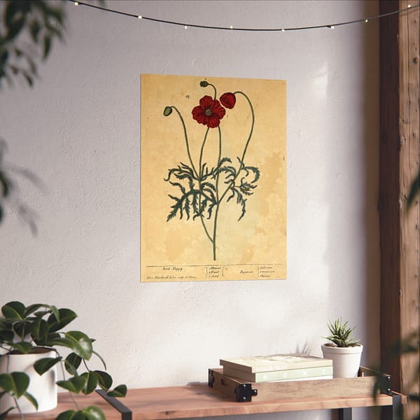 11895640534725931178_2048-1.jpeg Red Poppy (Papaver, rubrum, erraticum, rhoeas), A Curious Herbal – Elizabeth Blackwell (1737) – Botanical Poster Print