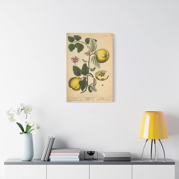 119156963579202260_2048-1.jpeg Elizabeth Blackwell - Quinces (Cydonea, or Mala cotonea major) - A Curious Herbal (1737) - Botanical Canvas Wall Art, Natural History Print