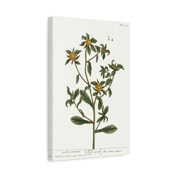 11990841402598299667_2048-1.jpeg Spiny Starwort (Pallenis spinosa), A Curious Herbal – Elizabeth Blackwell (1739) – Botanical Canvas Print