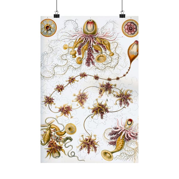 12021907756860710383_2048-1.jpeg Siphonophorae, Kunstformen der Natur, plate 7 – Ernst Haeckel (1904) – Natural History Poster Print