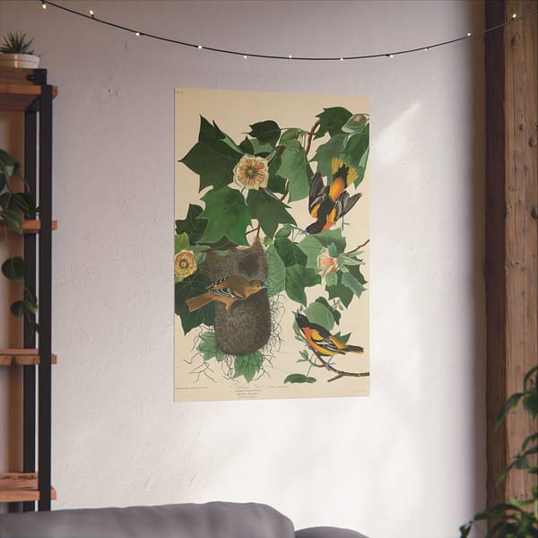 12042574445069672339_2048-1.jpeg Baltimore Oriole, Birds of America – John James Audubon (1827) – Natural History Poster Print