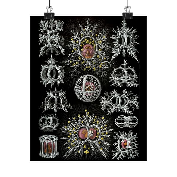 12125180077657343333_2048-1.jpeg Radiolaria, Stephoidea – Kunstformen der Natur, plate 71 – Ernst Haeckel (1904) – Natural History Poster Print