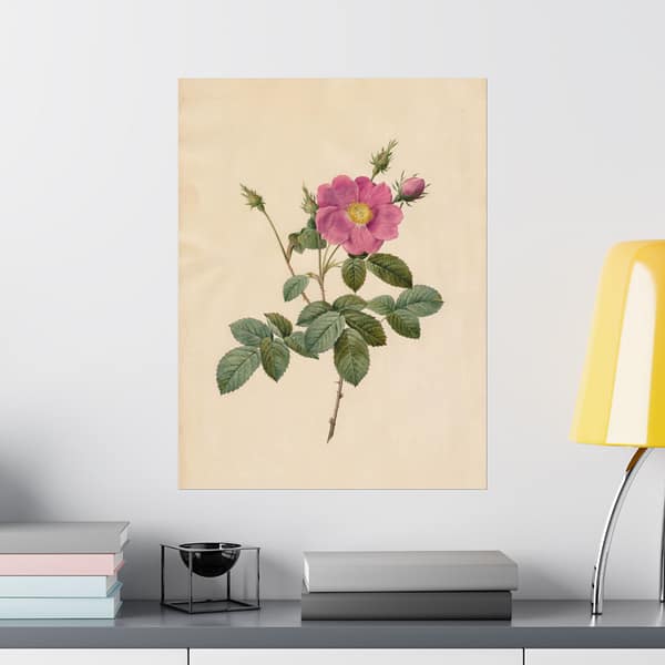 12156002726042964685_2048-1.jpeg Cabbage Rose (Rosa Centifolia Simplex) – Pierre-Joseph Redouté (c. 1817-24) – Botanical Poster Print