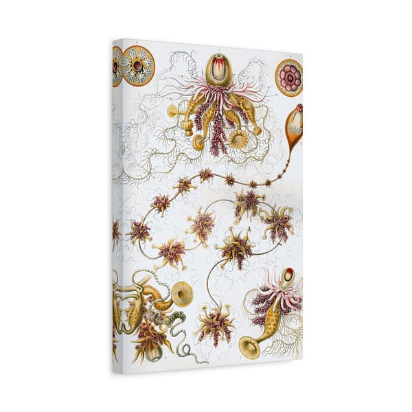 12195022557367935196_2048-1.jpeg Siphonophorae, Kunstformen der Natur, plate 7 – Ernst Haeckel (1904) – Natural History Canvas Print