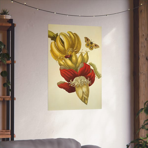 12358676947500864881_2048-1.jpeg Banana Flower and Fruit, Metamorphosis Insectorum Surinamensium – Maria Sibylla Merian (1705) – Botanical Poster Print