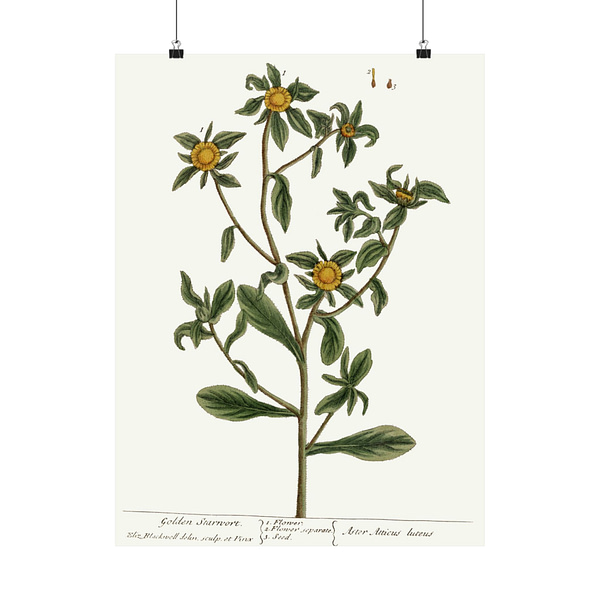 12363844234976083018_2048-1.jpeg Spiny Starwort (Pallenis spinosa), A Curious Herbal – Elizabeth Blackwell (1739) – Botanical Poster Print