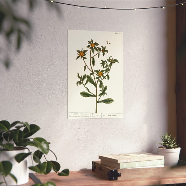 12413990056370788543_2048-1.jpeg Spiny Starwort (Pallenis spinosa), A Curious Herbal – Elizabeth Blackwell (1739) – Botanical Poster Print
