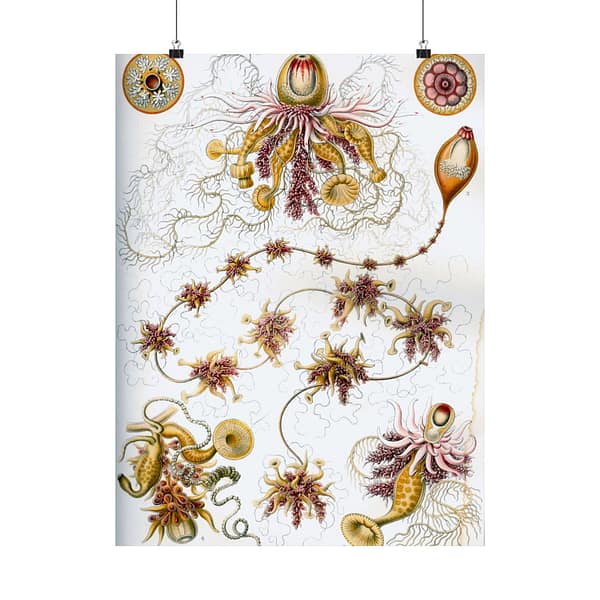 12808971112287025736_2048-1.jpeg Siphonophorae, Kunstformen der Natur, plate 7 – Ernst Haeckel (1904) – Natural History Poster Print