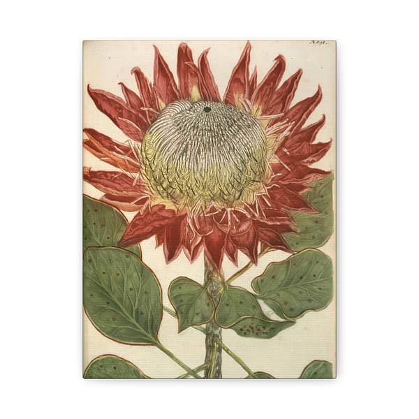12915507873682068597_2048-1.jpeg Phytanthoza iconographia, Vol. 4, plate 892 – Johann Wilhelm Weinmann (1745) – Botanical Canvas Print
